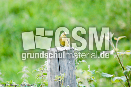 Goldammer (22 von 49).jpg